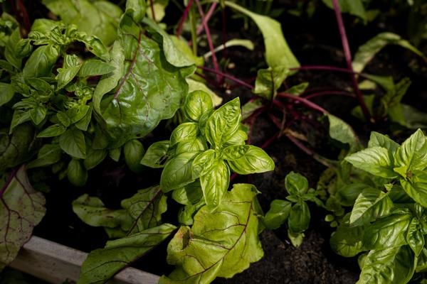 Basil in the garden